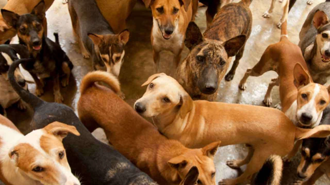 பெண் நாய்களை பிடித்து கொடுப்பவர்களுக்கு சன்மானம்